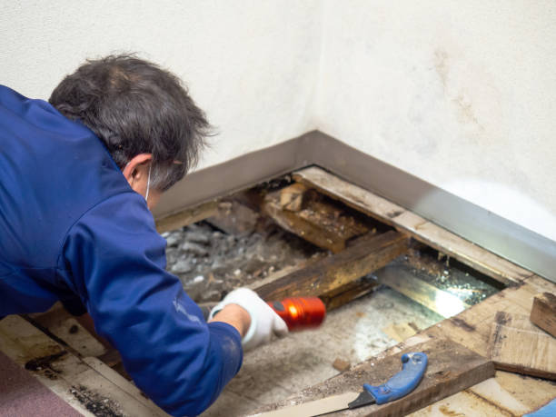 Best Emergency Mold Removal  in Newcastle, WA
