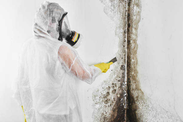 Best Commercial Mold Removal  in Newcastle, WA