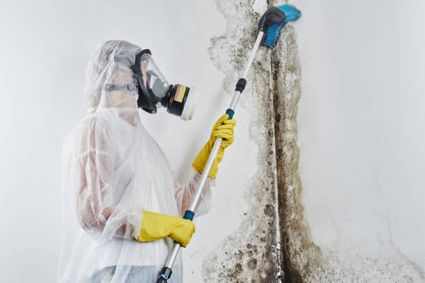 Trusted Newcastle, WA Mold Removal Experts
