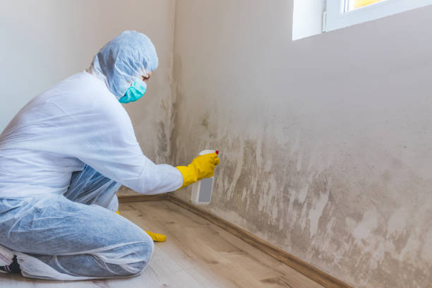 Best Attic Mold Removal  in Newcastle, WA
