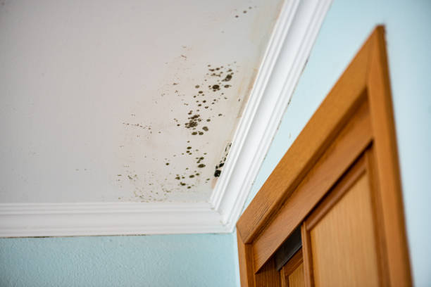 Best Water Damage Restoration  in Newcastle, WA