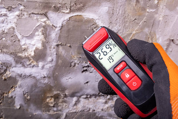 Best Black Mold Removal  in Newcastle, WA