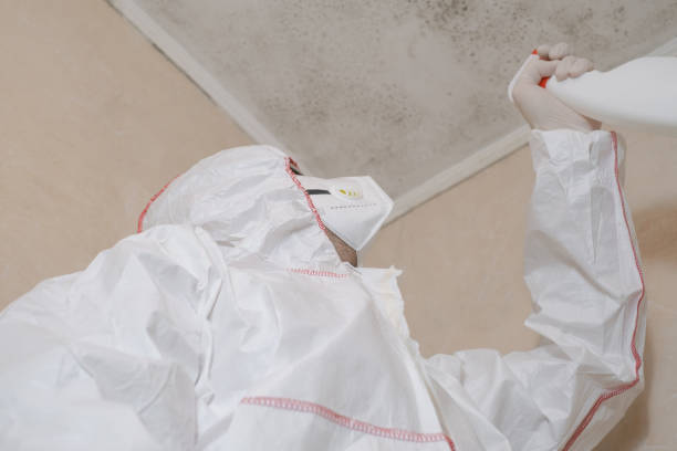 Office Mold Removal Services in Newcastle, WA
