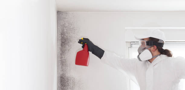 Best Mold Removal Specialists  in Newcastle, WA
