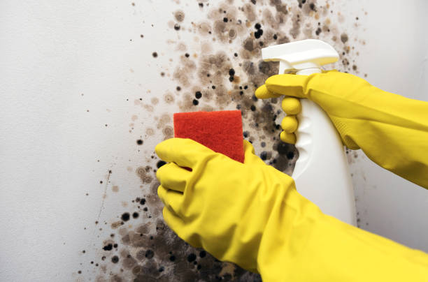 Best Mold Remediation  in Newcastle, WA
