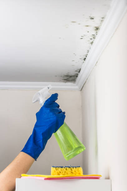 Best Office Mold Removal Services  in Newcastle, WA